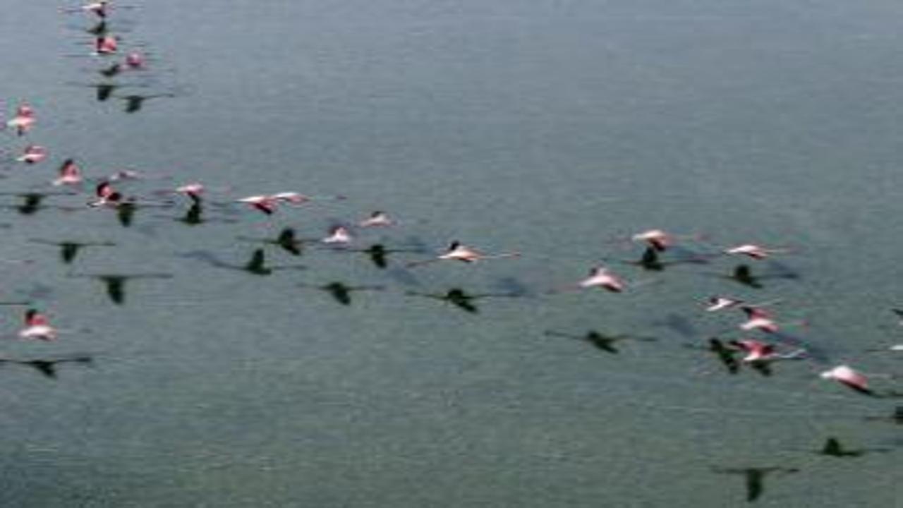 Baharın en renkli misafirleri: Düden Gölü’nde flamingo şöleni