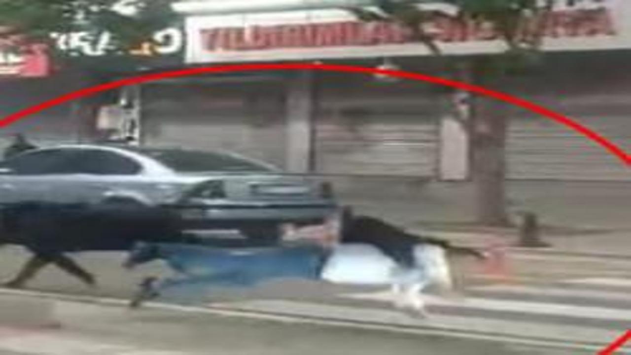 Batman'da şehir merkezine inen yaban domuzu önüne çıkan 3 kişiyi yaraladı