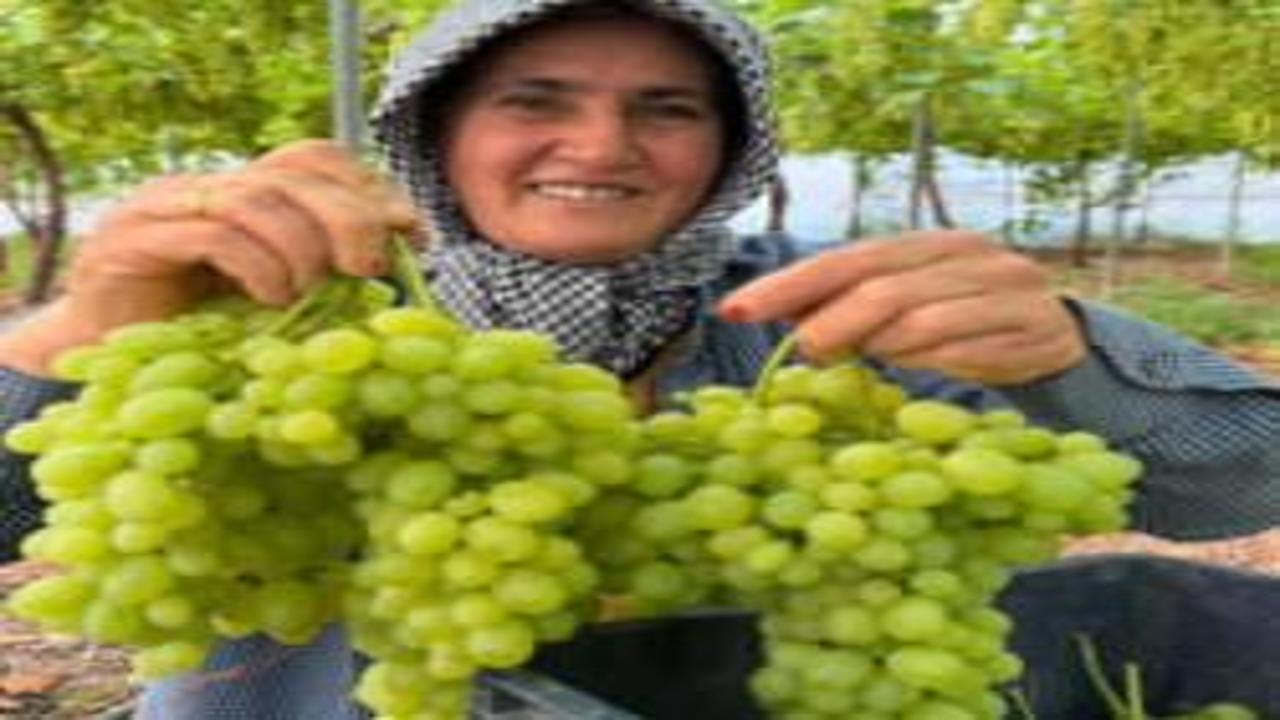 Mersin'de üreticinin yüzünde güller açtıran hasat: Kilogramı 600 lira