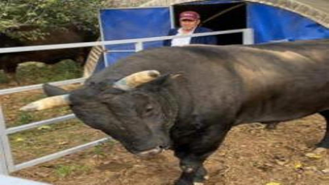 Aydın'da boğa saldırısına uğrayan adam öldü