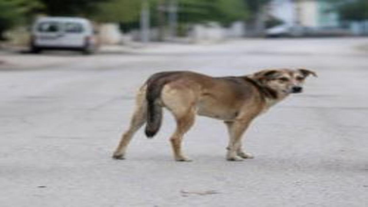 Başıboş köpek krizi! Mevcut politikalar yeterli mi?