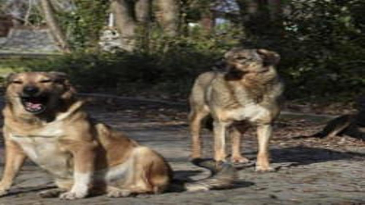 İstanbul Valisi Gül'den sahipsiz köpek talimatı: Yüzde 46'sı toplandı! Belediyelere uyarı