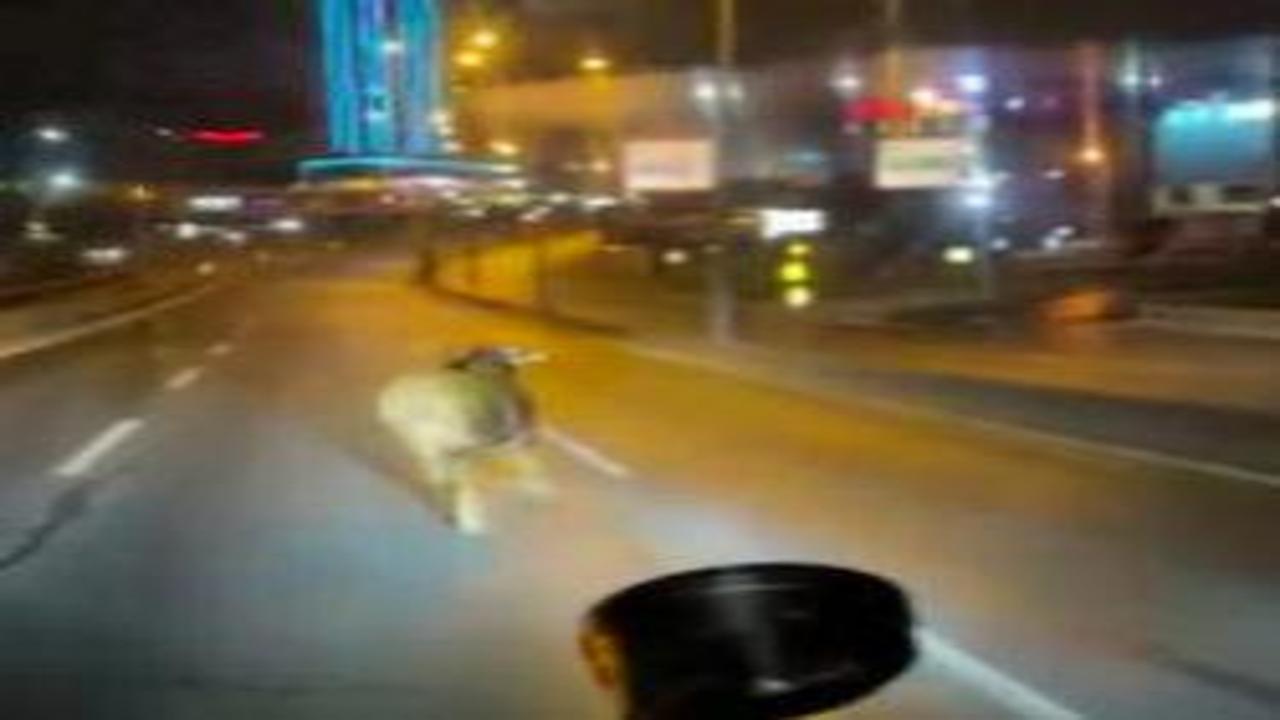 Avcılar’da kurban alanından kaçan dana E-5’i karıştırdı: O anlar kamerada