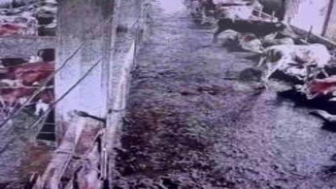 İnsanların hissetmediği depremi inekler önceden fark etti