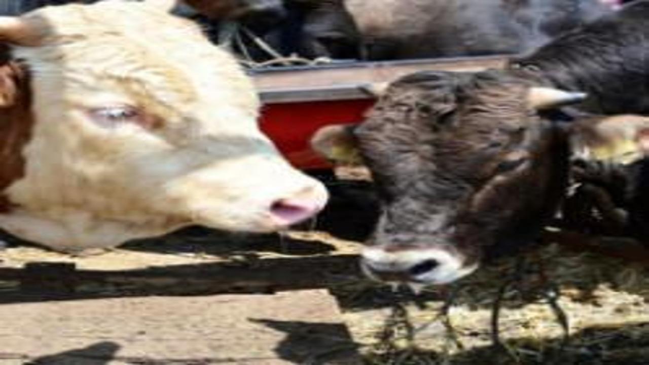 Kurbanlık piyasasında dikkat çeken tablo: Uygun fiyatlı iller öne çıktı