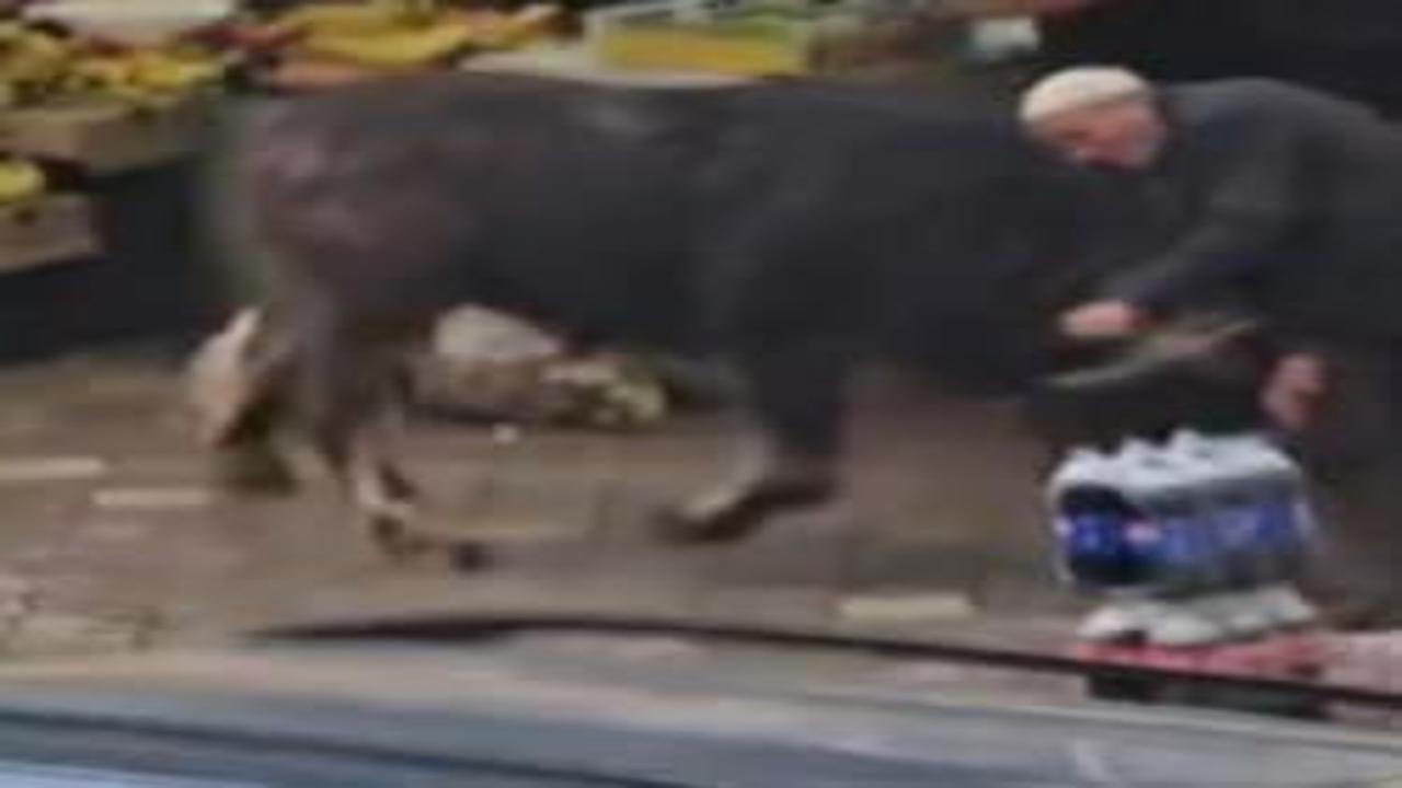 Sahibinin elinden kaçan manda Iğdır'ı karıştırdı!