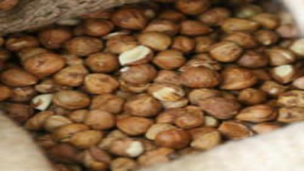 Türkiye fındık ihracatından 4 ayda 987 milyon doları aşkın gelir sağladı
