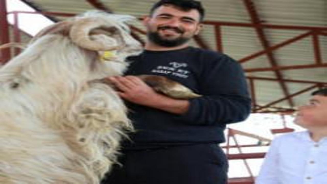 Elazığ'da dev keçiyi gören dönüp bir daha bakıyor: 140 kilogram