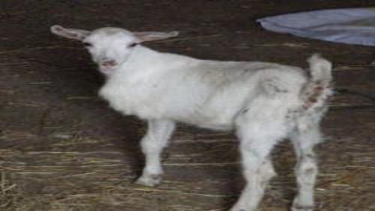 3 bacaklı oğlak görenleri şaşkına çevirdi