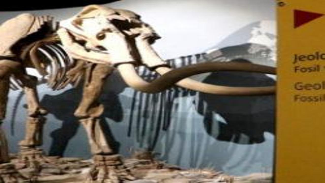 500 bin yıllık mamut fosiline de ev sahipliği yapan Erzurum Müzesi’ne yoğun ilgi