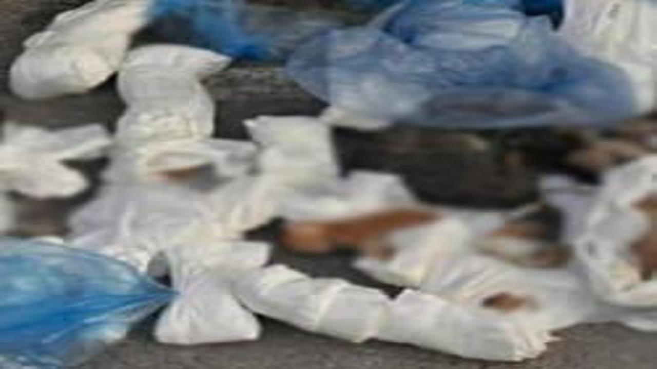 İzmir'de vahşet: Poşetlere dürülmüş 33 ölü kedi bulundu