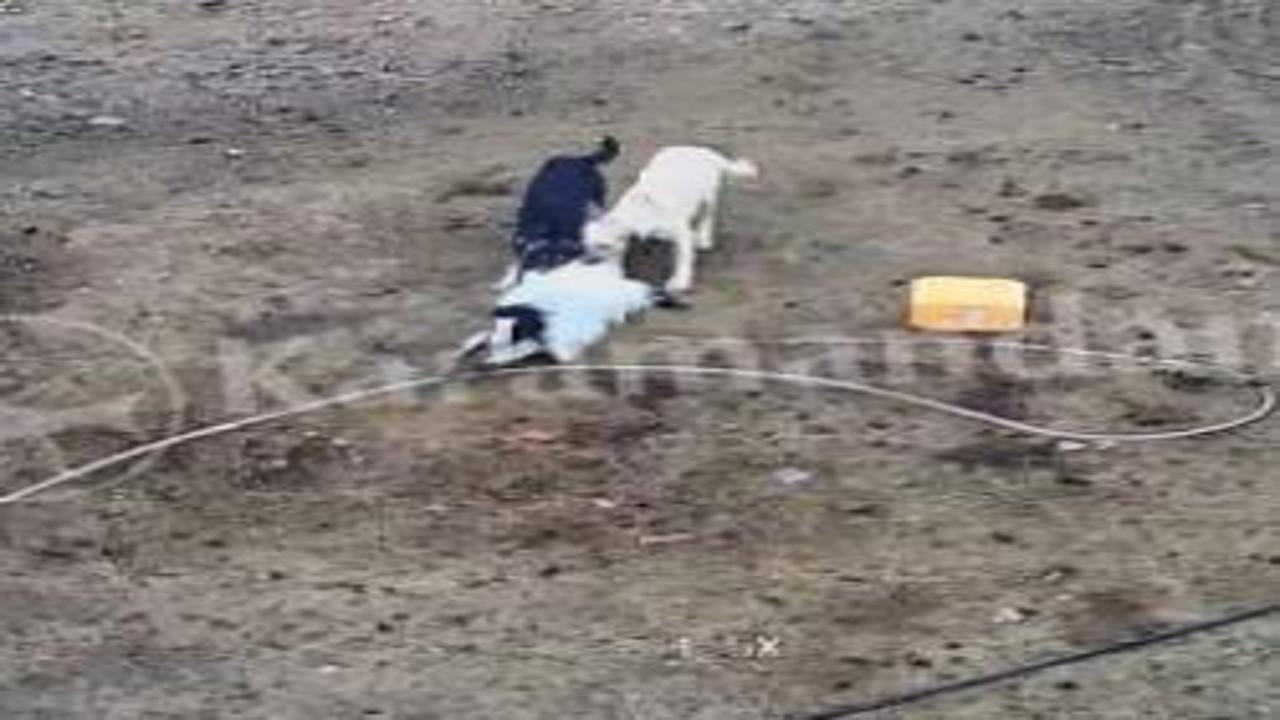Karaman'da başıboş köpekler keçileri yedi!