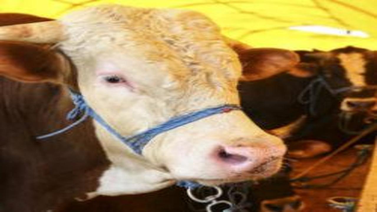Kurban Bayramı öncesi İstanbul’da arz sıkıntısı yok: Denetimler 7/24 sürecek