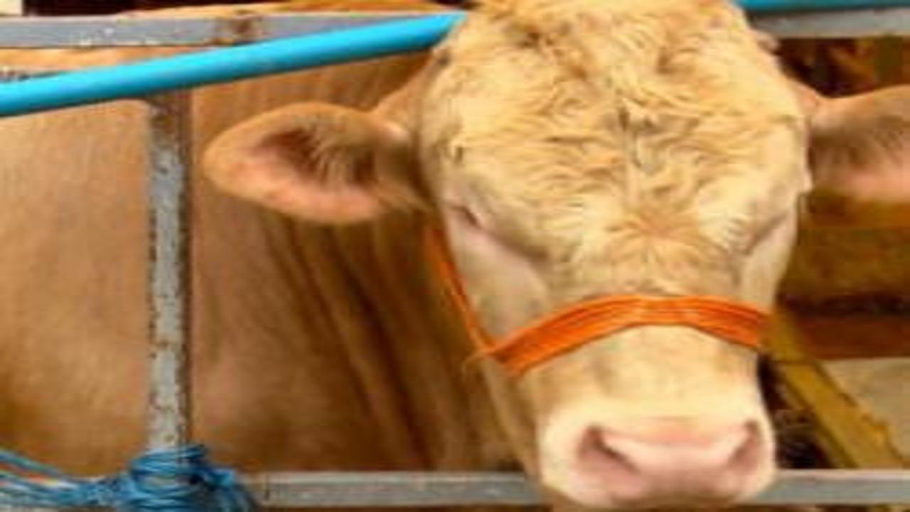 Kurban Bayramı'na 4 gün kala hayvan pazarlarında hareketlilik sürüyor