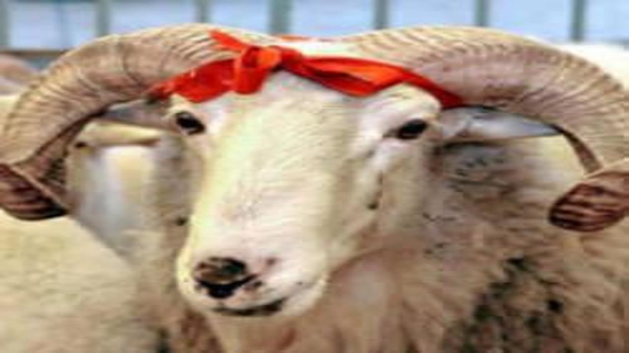 Kurban Bayramı'na günler kalan DMM'den dikkat çeken uyarı!