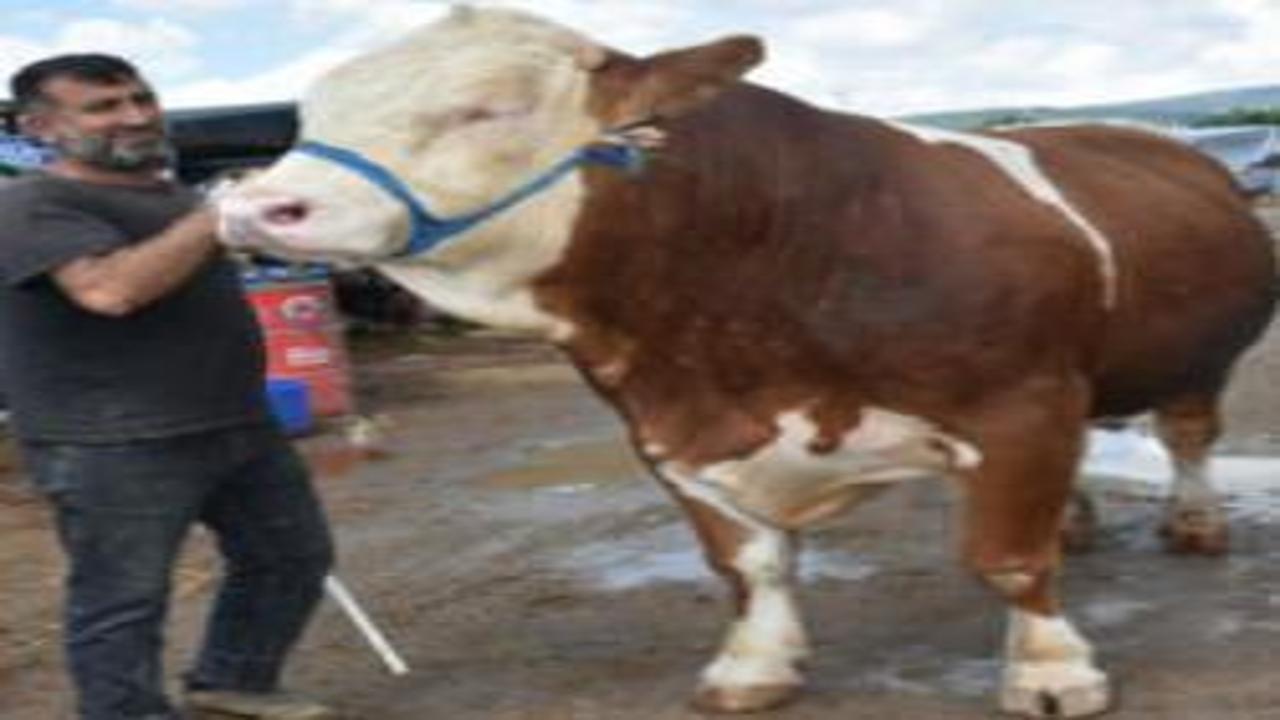 Kurban pazarının en büyüğü 'Haso Ağa', 480 bin TL'den satıldı