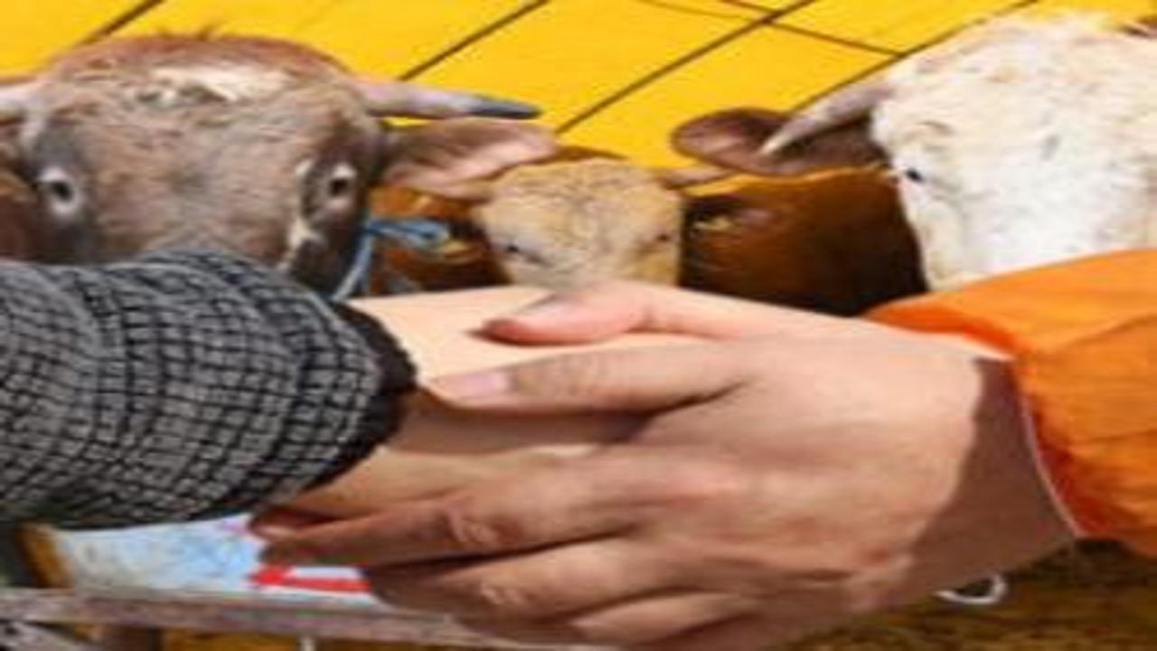 Kurban pazarlığı caiz midir? Nasıl yapılmalı, şartları nelerdir?