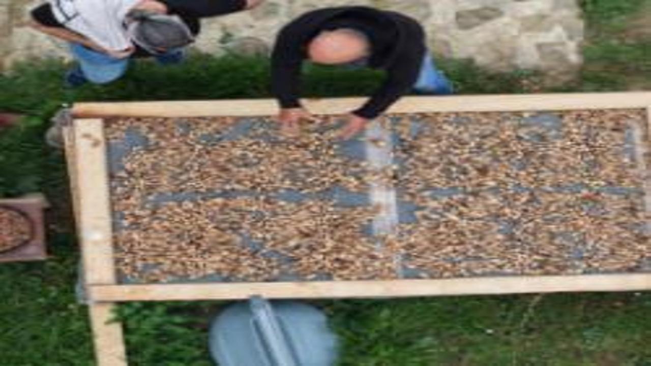 Koruma altındaki ürünün hasadı başladı! Kilogramı 12 bin TL