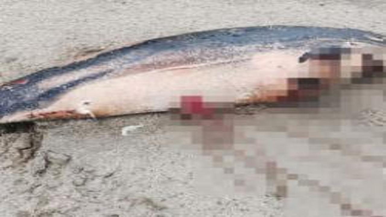 Trabzon sahilinde 3 ölü yunus bulundu