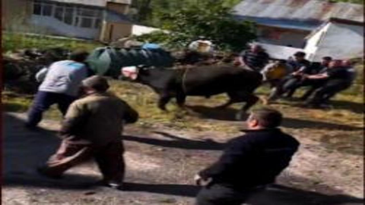 Sivas'ta kurbanlık tosun ortalığı birbirine kattı