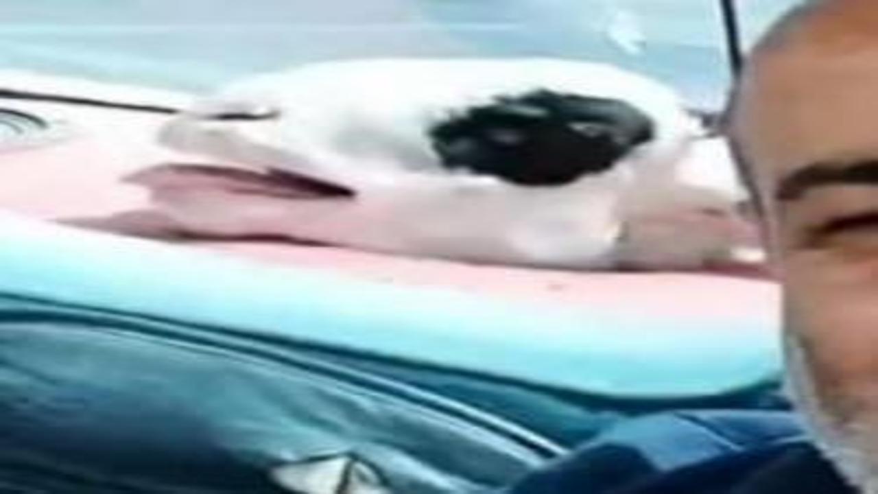 Bagajdaki kurbanlık koyunla gülümseten selfie yolculuğu