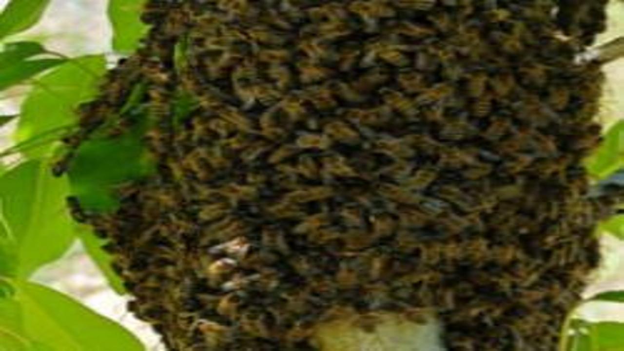 Bin 600 rakımda oğul atan arılar renkli görüntüler oluşturdu