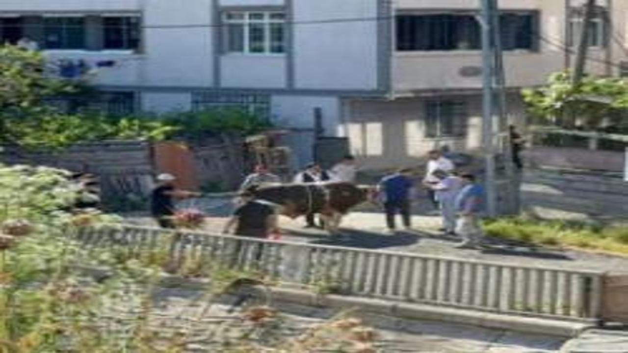 İstanbul'da ekipler işbaşında! Sokakta kurban kesimine ceza yağıyor