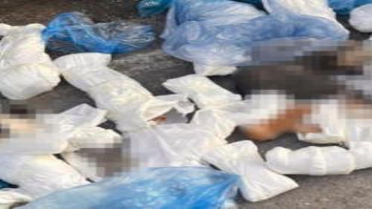 İzmir'de 33 kediyi öldüren veteriner tutuklandı! Başsavcının itirazı dikkat çekti
