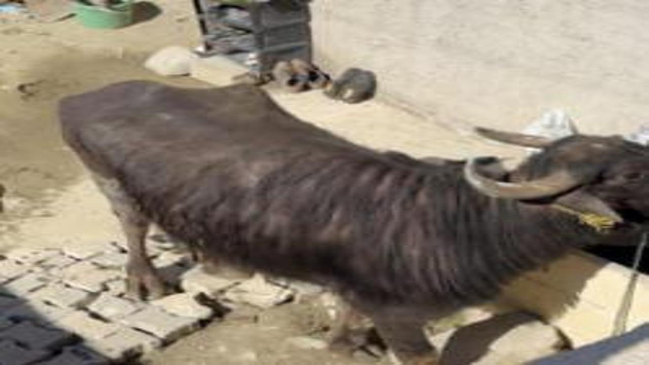 Kaçan kurbanlığın saldırısından bodruma sığınarak kurtuldu