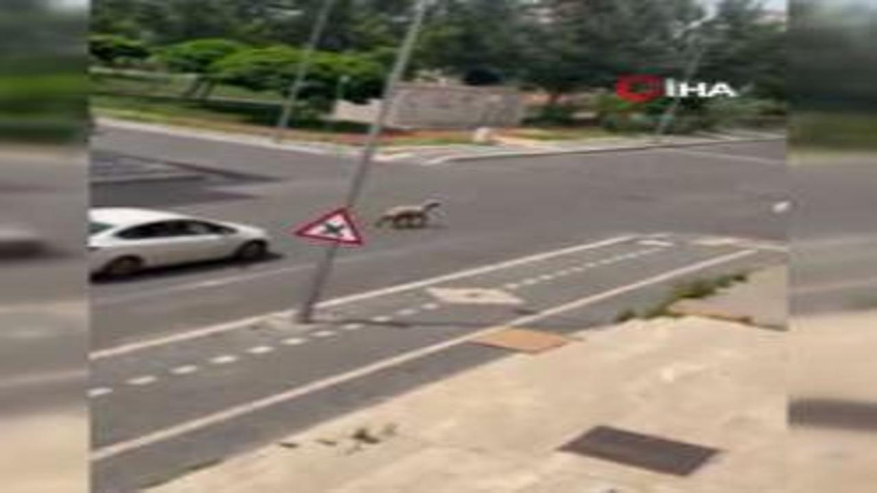 Kurbanlık koyun kaçtı, trafiğin altını üstüne getirdi...O anlar kamerada