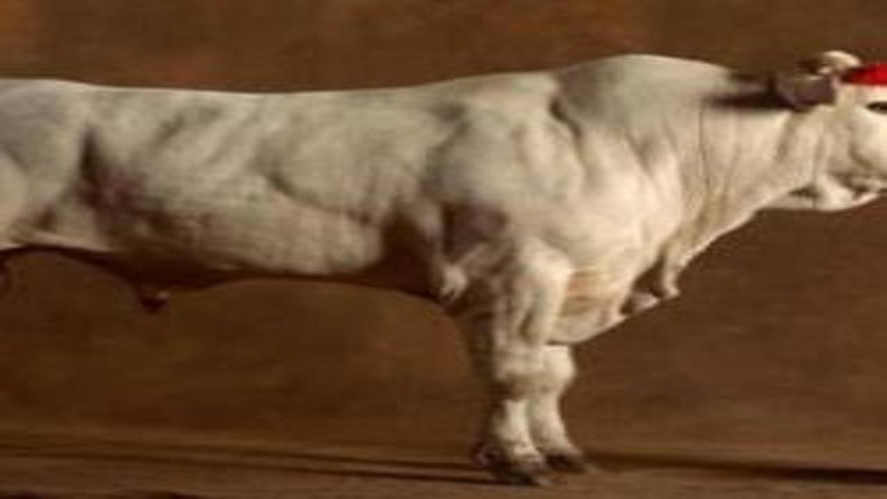 Kurbanlık rekorları altüst oldu! İşte dünyanın en büyük ve en güçlü büyükbaş hayvanları!