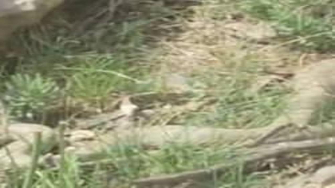 Hakkari'de panik! 2 metrelik dev engerek ile karşılaştılar