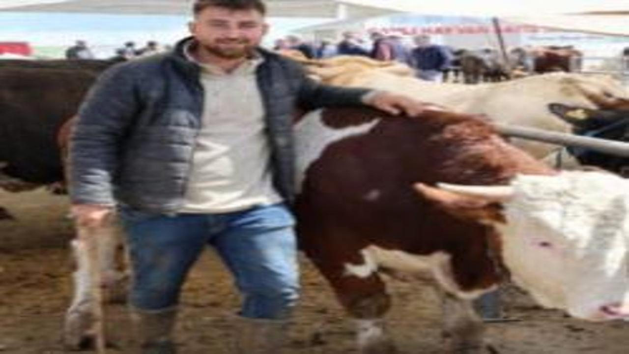 Otomobil fiyatına inek! 830 kiloluk hayvan alıcısını buldu