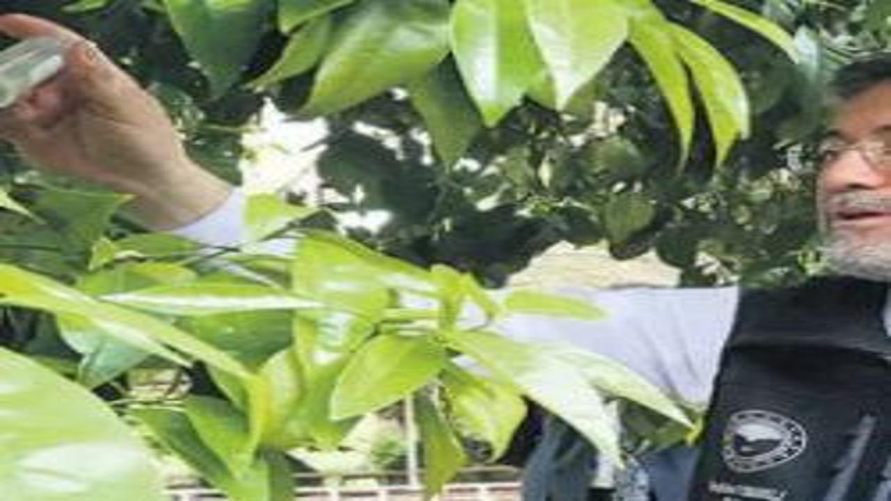 Yerli tohumda 17 türde 39 yeni çeşit daha tescil edildi