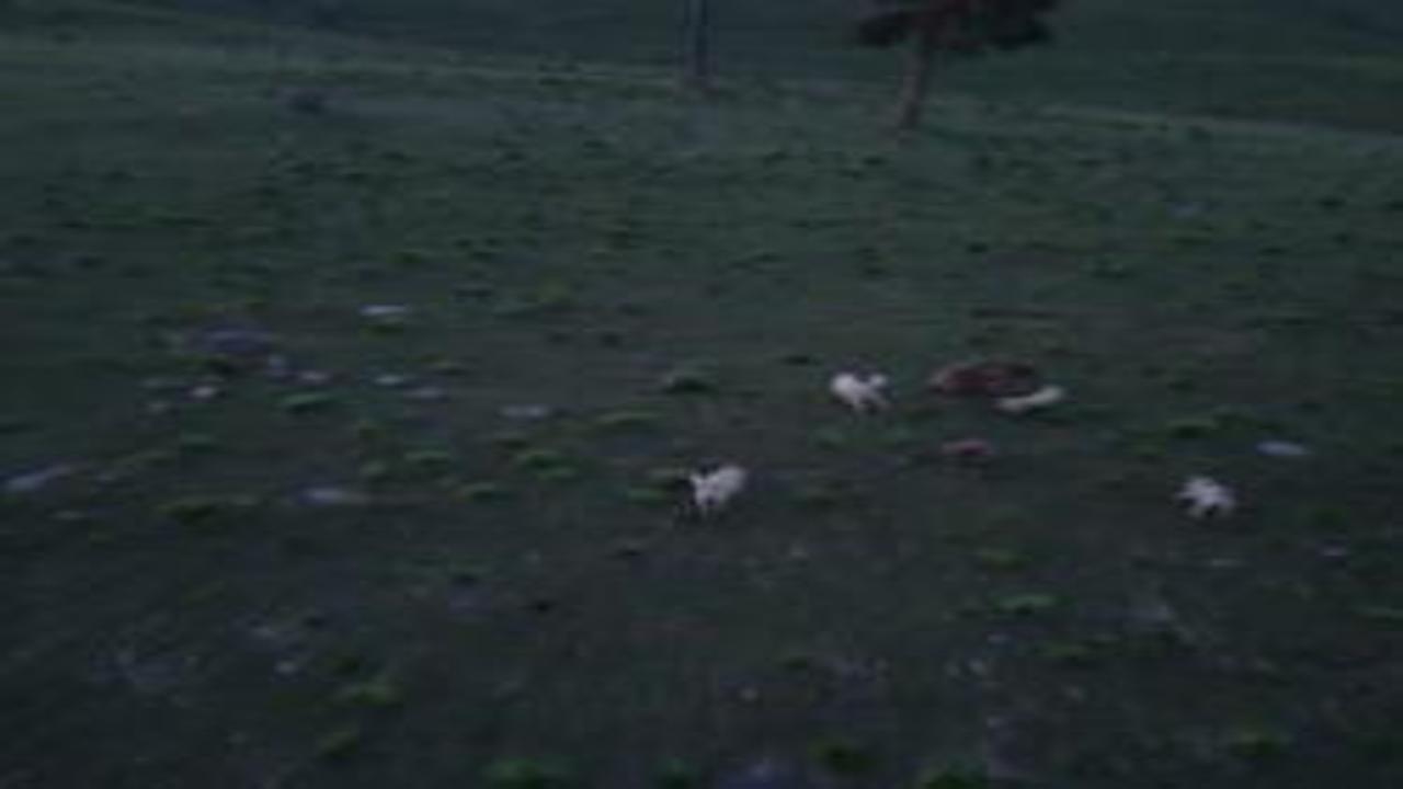 Kars'ta köpeklerin boz ayıyı kovaladığı anlar dron kamerasında