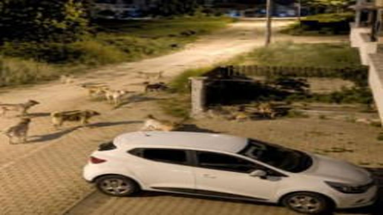 Bolu'da korkutan manzara! Sokağı istila etiler