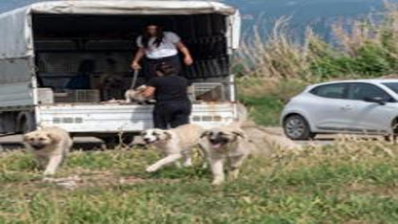 Hatay'da koruma altındaki kuş cennetine kamyonetle köpek bıraktılar