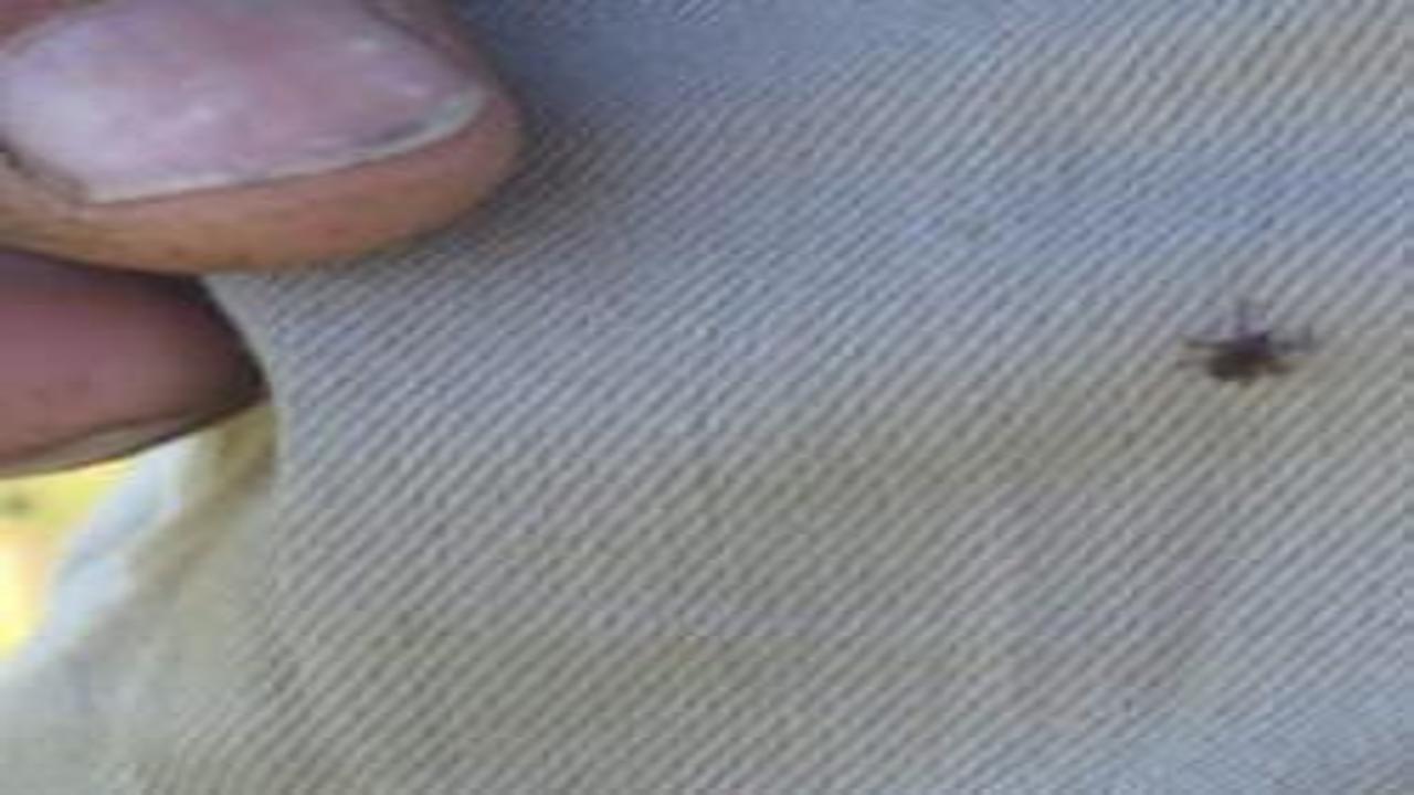 Tatilcilere kene uyarısı yaparken kendi üzerinde kene yakaladı