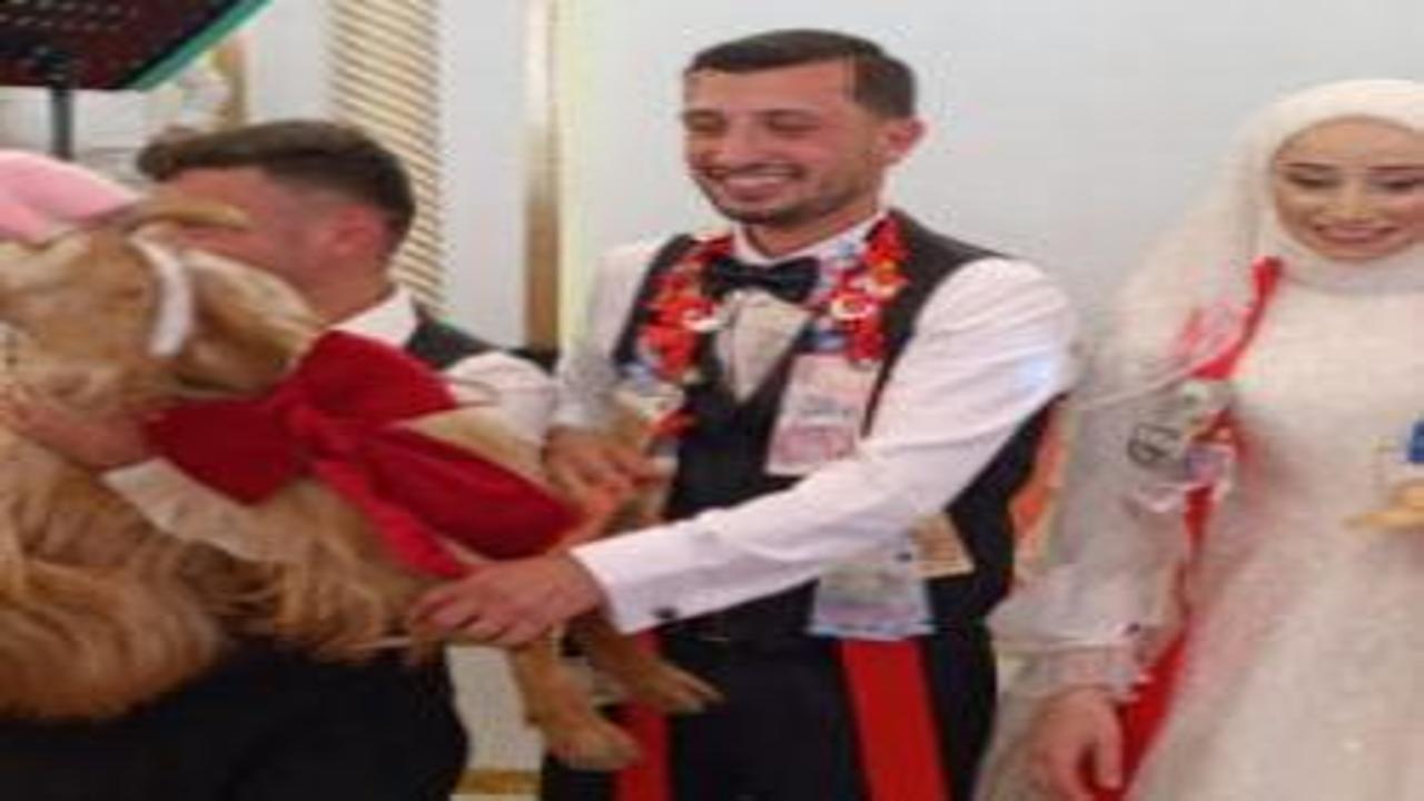 Trabzon'da takı olmak istemeyen keçi direndi! Kahkaha attıran olay kamerada