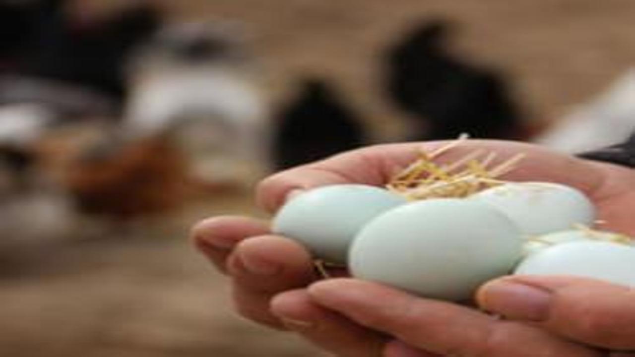 Üreticide 3 lira markette 10 lira! Yumurta fiyatlarında büyük fark