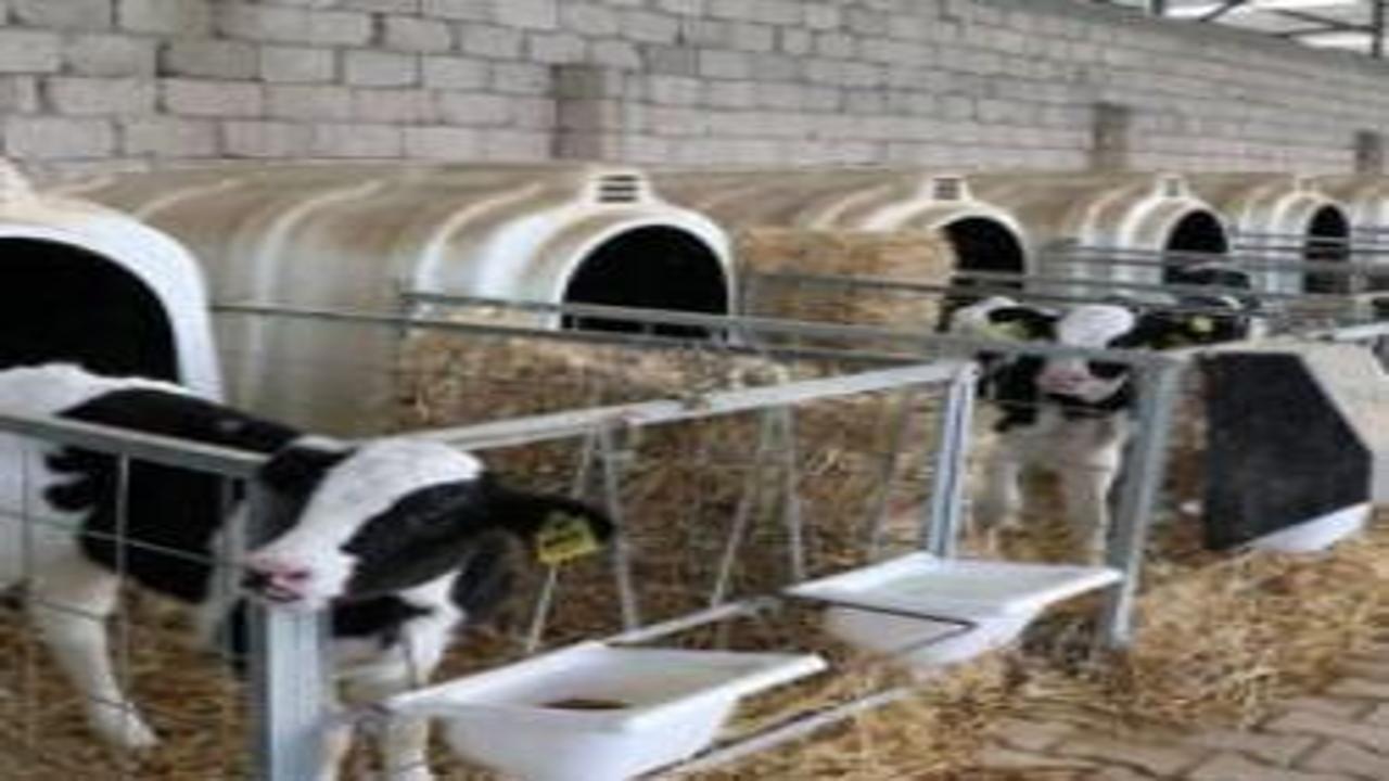 Hayvancılıkta devlet garantili yeni dönem: 108 bin hayvan da