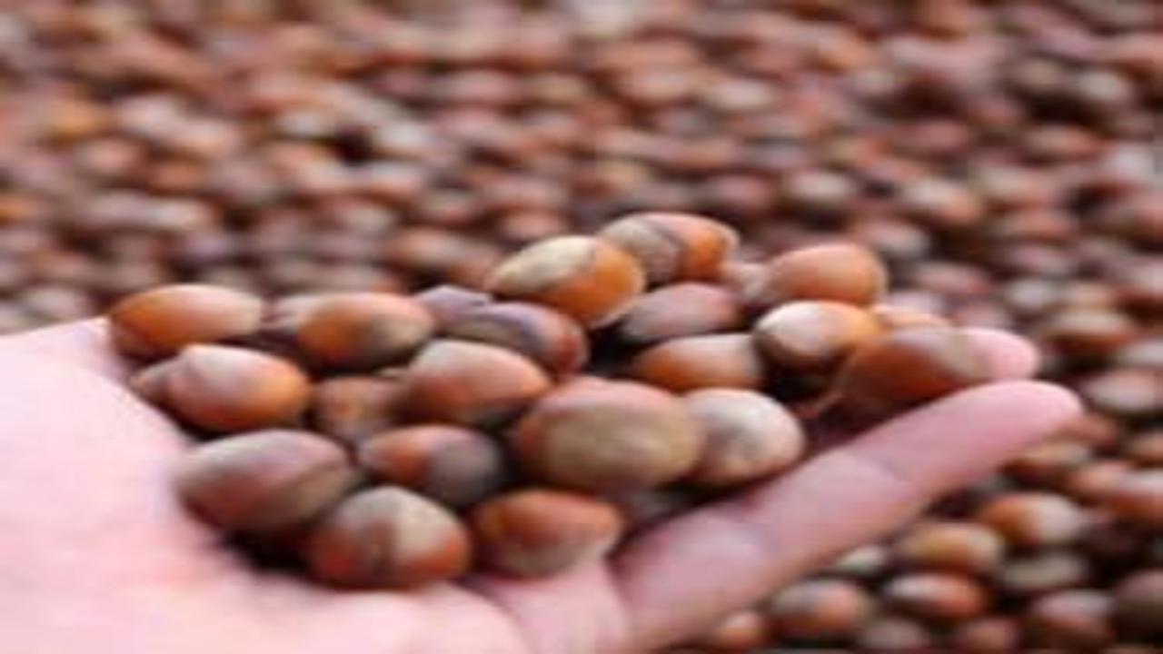 Karadeniz fındığı yılın ilk beş ayında ekonomiye dev döviz g