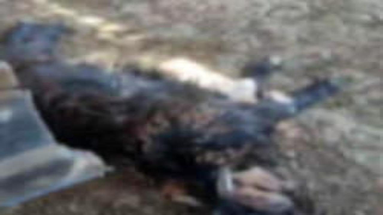 Köylünün bütün emeği heba oldu! Başıboş köpek terörü Siirt'ten...