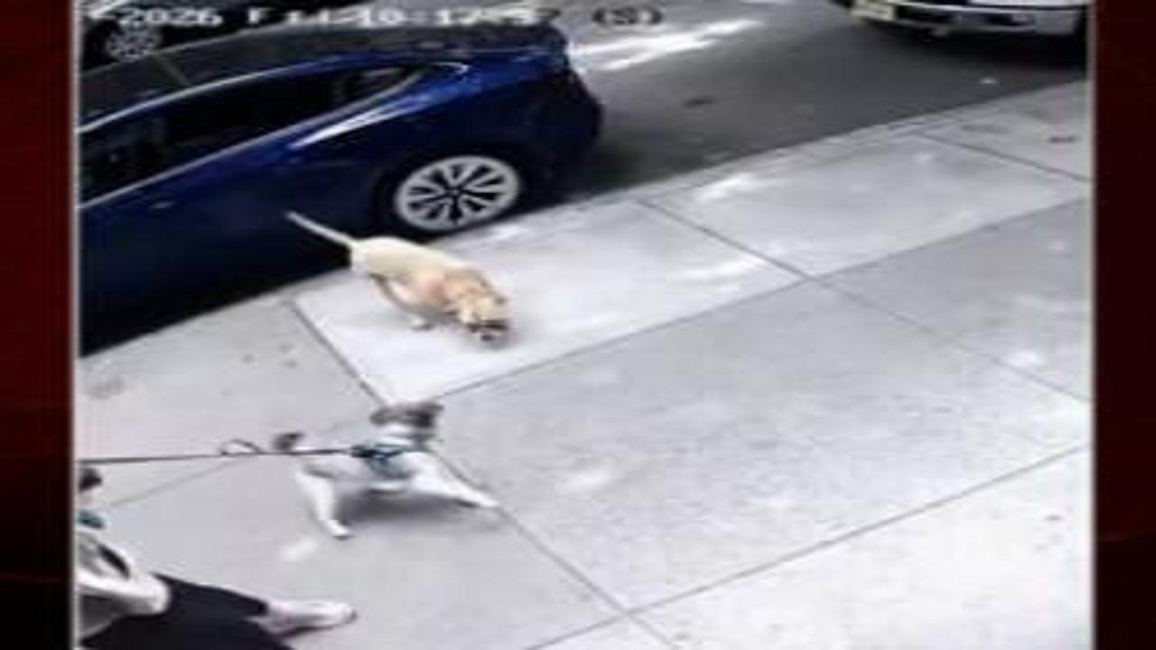 Park halindeki araçtan atlayan pitbull dehşet saçtı!