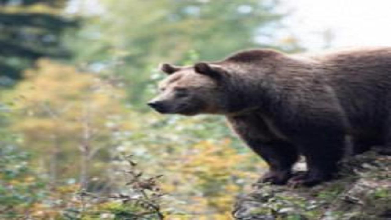 Kayıp ayı krizi: Şehirdeki tüm okulları kapattılar
