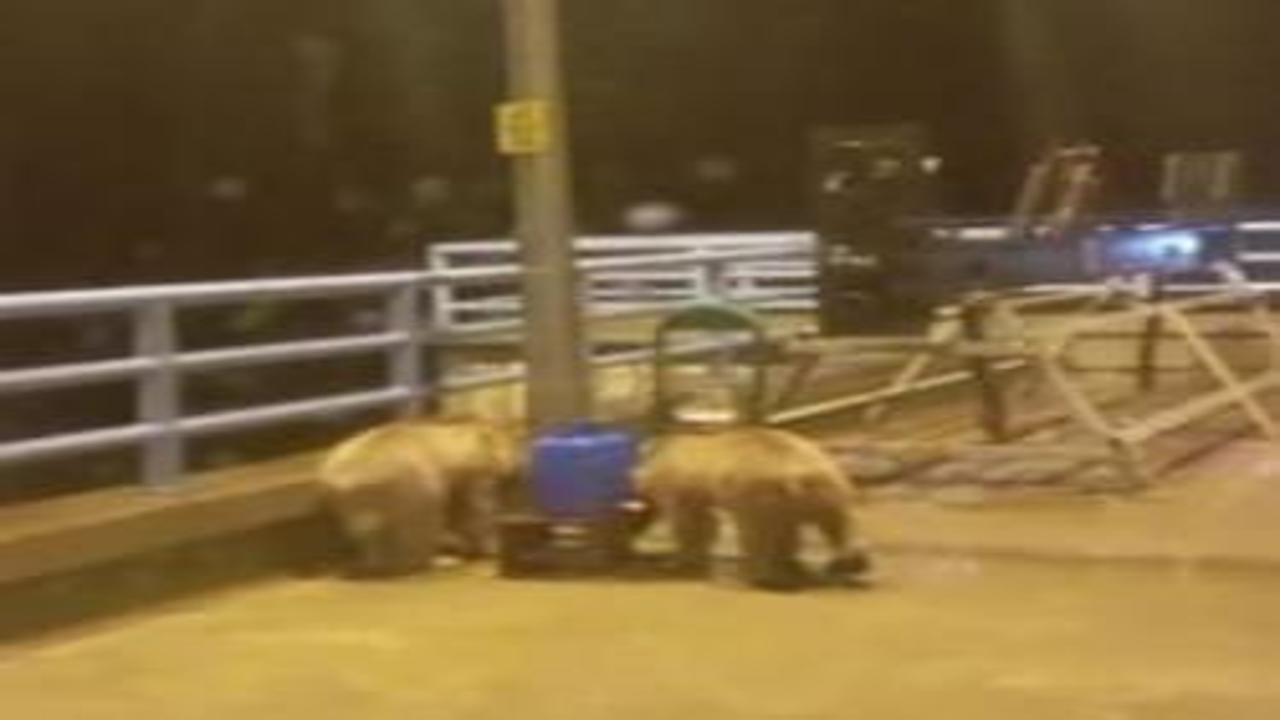 Barajda gece nöbeti tutan güvenlikçiye iki ayı yavrusu sürprizi