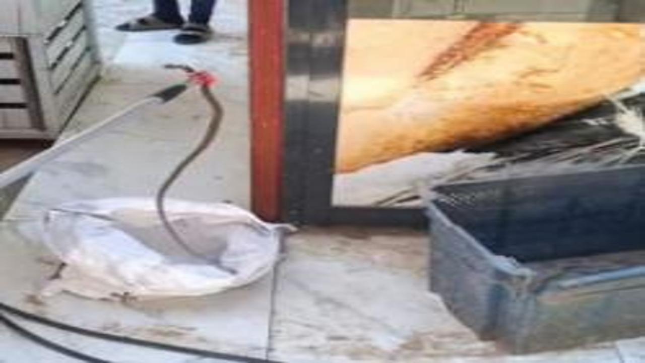 Gaziantep'te yerleşim yerinde yılan paniği