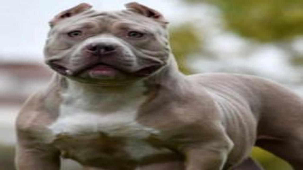 İngiltere'de yeni köpek yasası: Çocuklarla yalnız bırakmak y