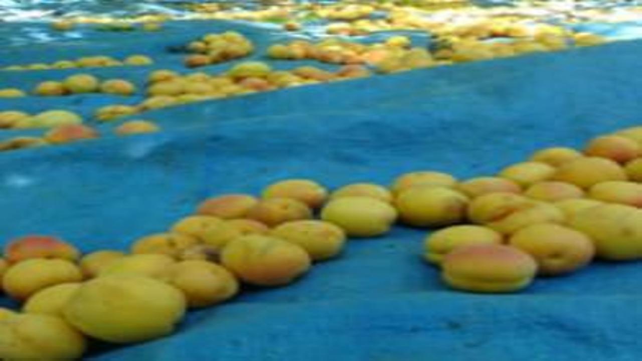Kayısı hasadı öncesi tarım işçilerinin yevmiyesi açıklandı