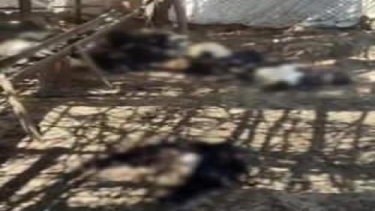 Siirt'te başıboş köpek dehşeti! 26 keçi telef oldu: Besici tüm emeğini çukura gömdü